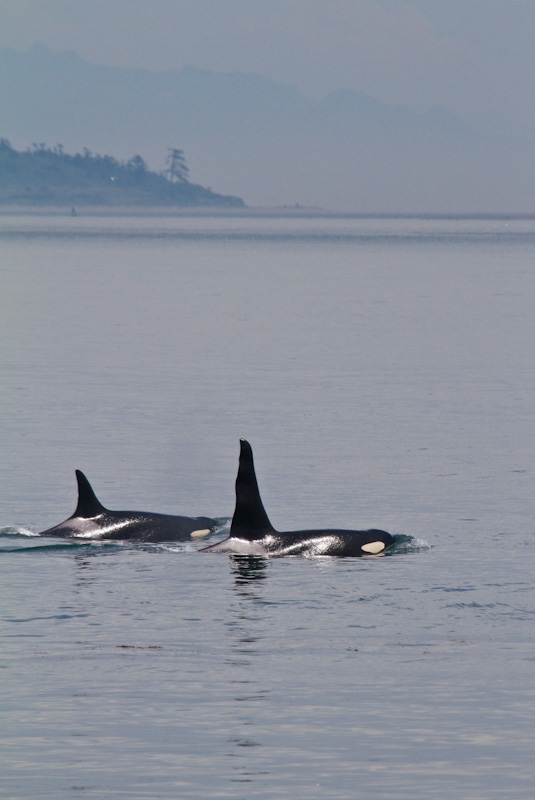 Orcas